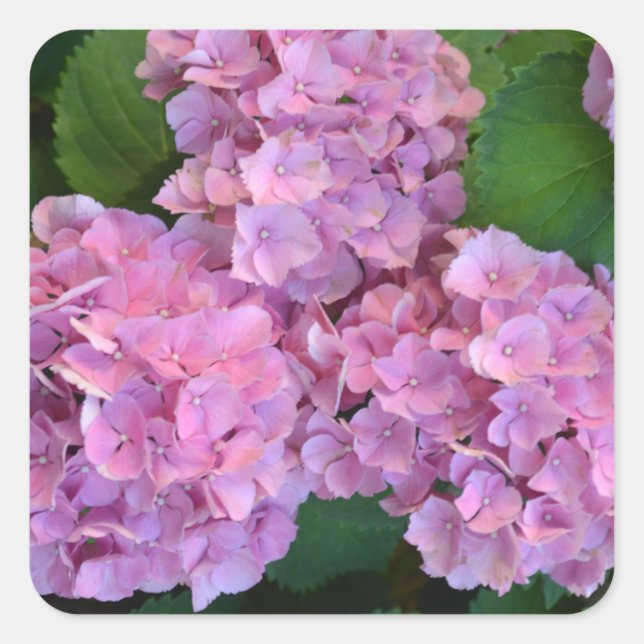 Pegatina Cuadrada Pink Hortensia hidrangea flores (Anverso)