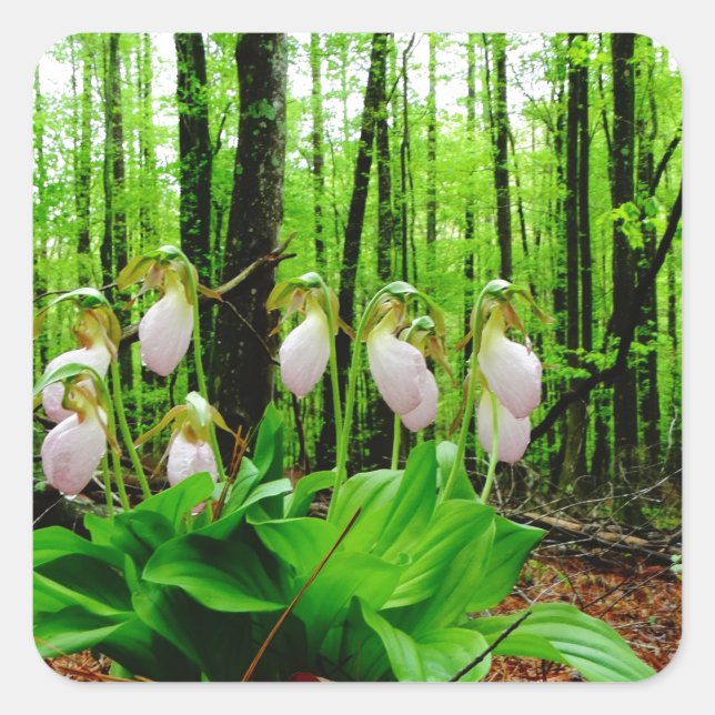 Pegatina Cuadrada Pink Lady Slipper Wild Orchid (Anverso)