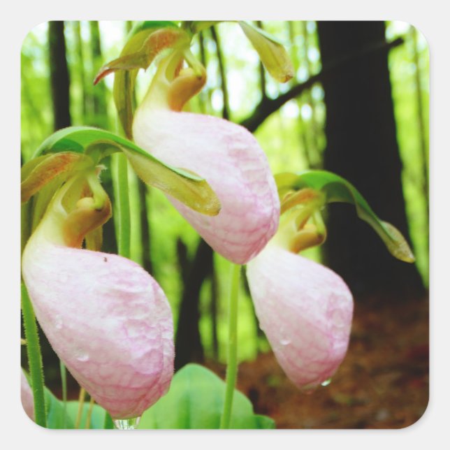 Pegatina Cuadrada Pink Lady Slipper Wild Orchid (Anverso)