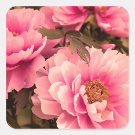 Pegatina Cuadrada Pink  Peony Flower