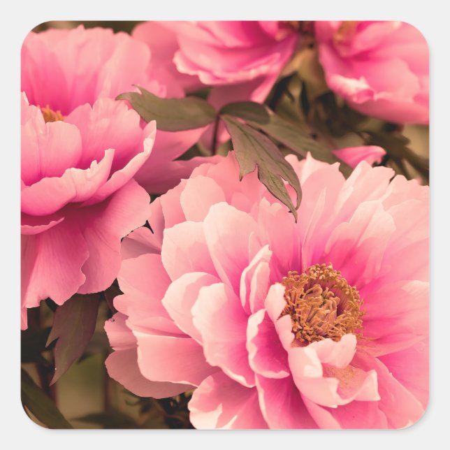 Pegatina Cuadrada Pink  Peony Flower (Anverso)