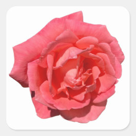 Pegatina Cuadrada Pink Rose On Custom Background