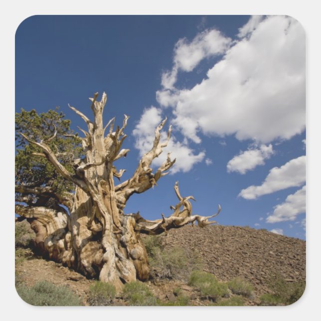 Pegatina Cuadrada Pino de Bristlecone en el bosque de la Antigua Bri (Anverso)