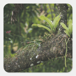 Pegatina Cuadrada Pino rosado, Bletia purpurea, floreciendo en Mango