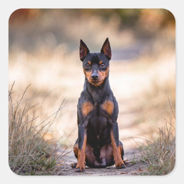 Pegatina Cuadrada Pinscher Miniatura Sentado (Anverso)