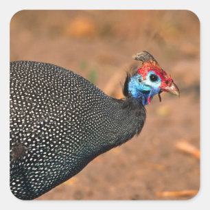 Pegatina Cuadrada Pintada común (Numida meleagris). África,