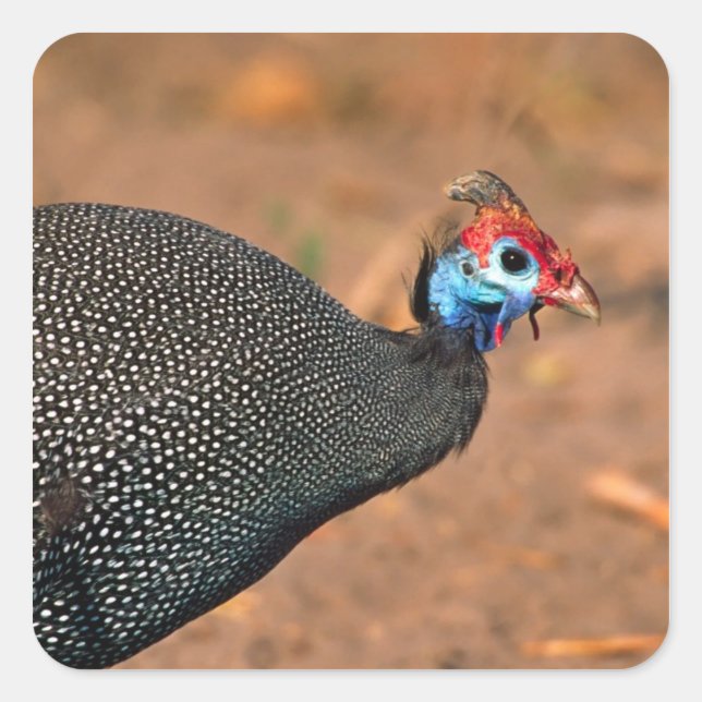 Pegatina Cuadrada Pintada común (Numida meleagris). África, (Anverso)
