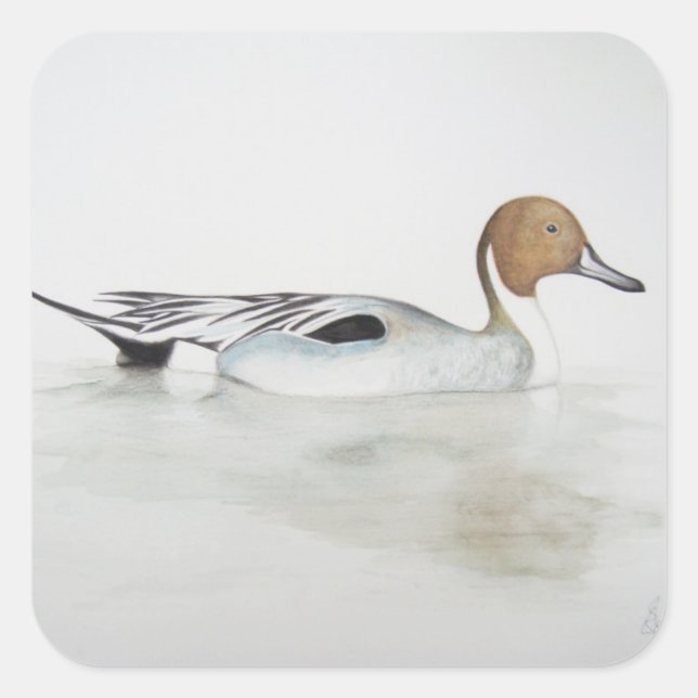 Pegatina Cuadrada Pintail Duck 2011 (Anverso)