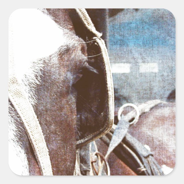 Pegatina Cuadrada Pinto Amish Buggy Horse (Anverso)
