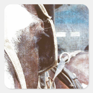 Pegatina Cuadrada Pinto Amish Buggy Horse