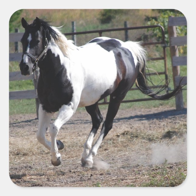 Pegatina Cuadrada Pinto Paint Horse (Anverso)