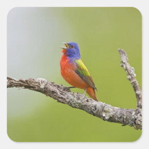 Pegatina Cuadrada Pintor (Passerina ciris) macho cantando
