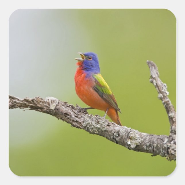 Pegatina Cuadrada Pintor (Passerina ciris) macho cantando (Anverso)