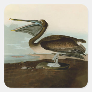Pegatina Cuadrada Pintura de arte pelicano John James Audubon Brown