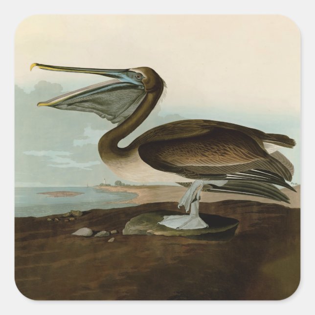 Pegatina Cuadrada Pintura de arte pelicano John James Audubon Brown (Anverso)