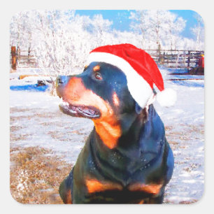 Pegatina Cuadrada Pintura de Navidades de perro de Rottweiler