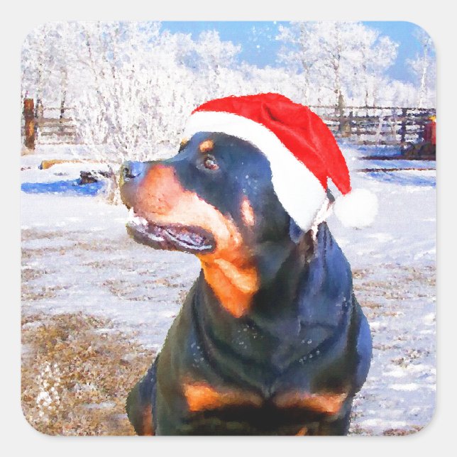Pegatina Cuadrada Pintura de Navidades de perro de Rottweiler (Anverso)
