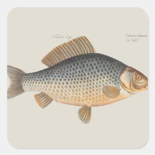 Pegatina Cuadrada Pintura de pesca de carpa dibujo de agua dulce