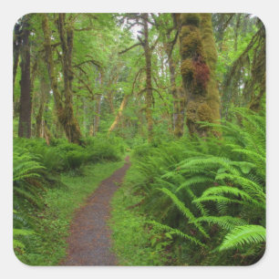 Pegatina Cuadrada Pista de mallas, helechos y musgos cubiertos