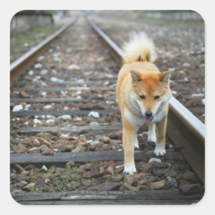 Pegatina Cuadrada Pista que camina del perro