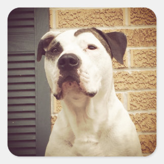 Pegatina Cuadrada Pit Bull T-Bone