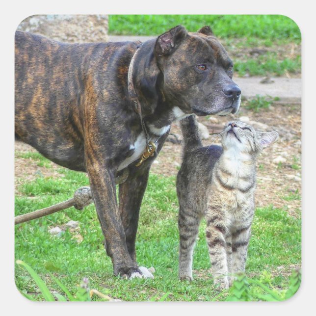 Pegatina Cuadrada Pit Bull y Cat (Anverso)