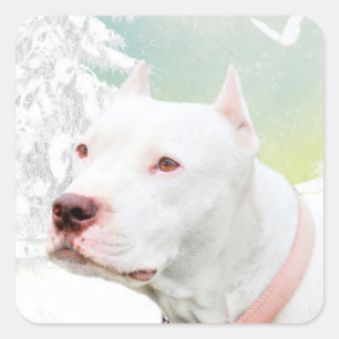 Pegatina Cuadrada pitbull blanco en invierno