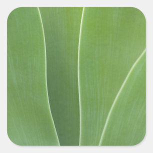 Pegatina Cuadrada Planta de Agave Primer Plano