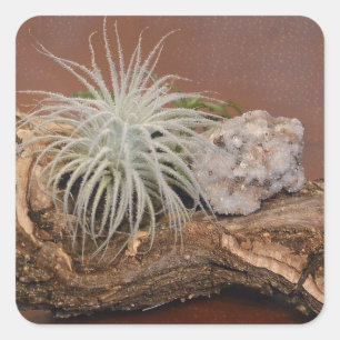 Pegatina Cuadrada Planta de aire Tillandsia Tectorum