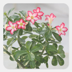 Pegatina Cuadrada Planta de flores de Rosa del desierto
