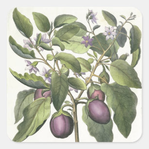 Pegatina Cuadrada Planta de huevos: Melanzana fructu pallido, de la