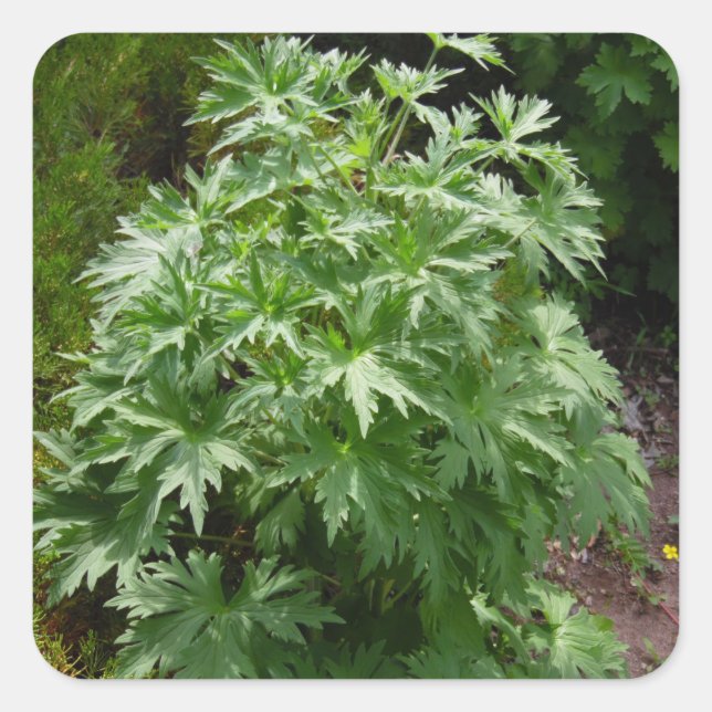 Pegatina Cuadrada Planta de jardín aislada (Anverso)