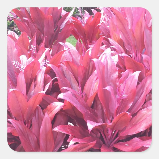 Pegatina Cuadrada Planta de vacaciones de Hawaii Ti (Anverso)