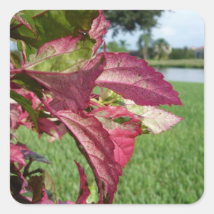Pegatina Cuadrada Planta Hibiscus "Fire and Ice"
