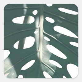 Pegatina Cuadrada Planta suiza de queso pasto verde pálido