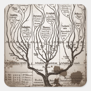 Pegatina Cuadrada Plantae Protista Animalia