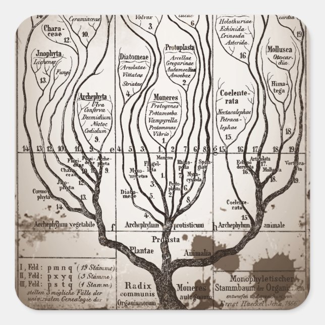Pegatina Cuadrada Plantae Protista Animalia (Anverso)