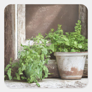 Pegatina Cuadrada Plantas de bonito en una ventana rústica