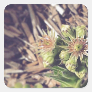 Pegatina Cuadrada Plantas de Hen y Chicks en llamas