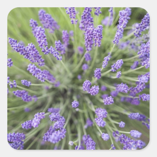 Pegatina Cuadrada Plantas de lavanda (Anverso)