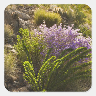 Pegatina Cuadrada plantas del desierto de Chihuahuan en flor