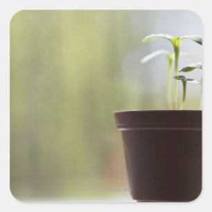 Pegatina Cuadrada Plantas del girasol que brotan en pote