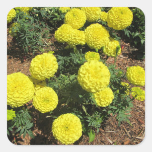 Pegatina Cuadrada Plantas Jardín Amarillo Pompom Marigolds