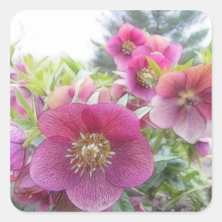 Pegatina Cuadrada Plantas perennes - Hellebore púrpura