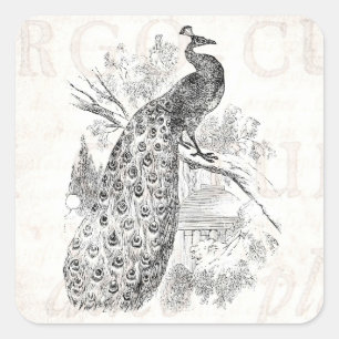 Pegatina Cuadrada Plantilla de Ilustracion retro de pavo real vintag