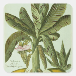 Pegatina Cuadrada Plátano, de Phytanthoza Iconographi de J. Weinman