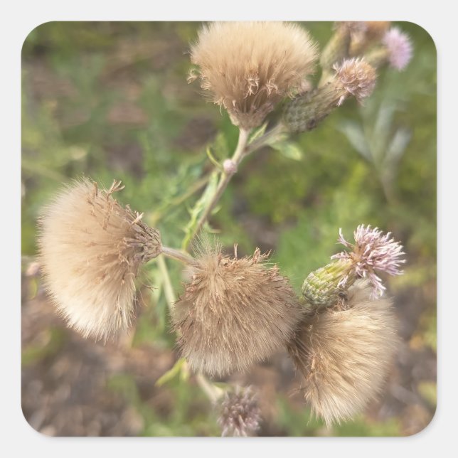 Pegatina Cuadrada Plato de pared decorativo Rustic Wild Thistle para (Anverso)