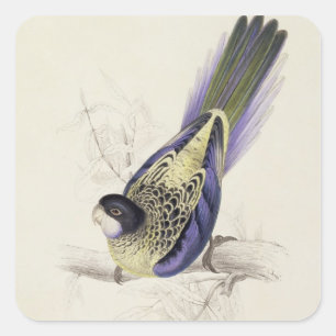 Pegatina Cuadrada Platycercus Brownii, o Parrakeet de Brown (placa 2