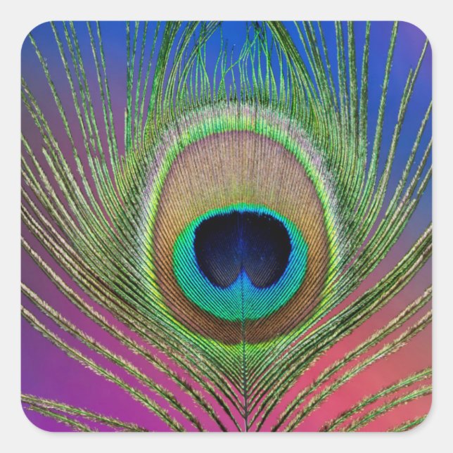 Pegatina Cuadrada Pluma de cola de un pavo real (Anverso)
