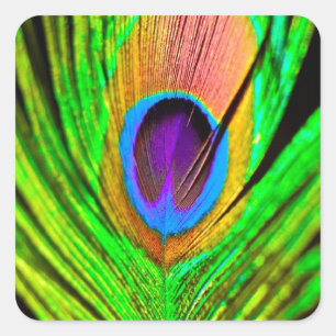 Pegatina Cuadrada Pluma de Pavo Real Colores Neón